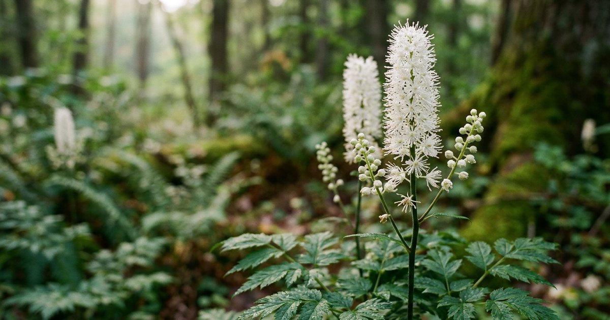 Considering Black Cohosh Timing for Night Sweats - BlackCohoshHub