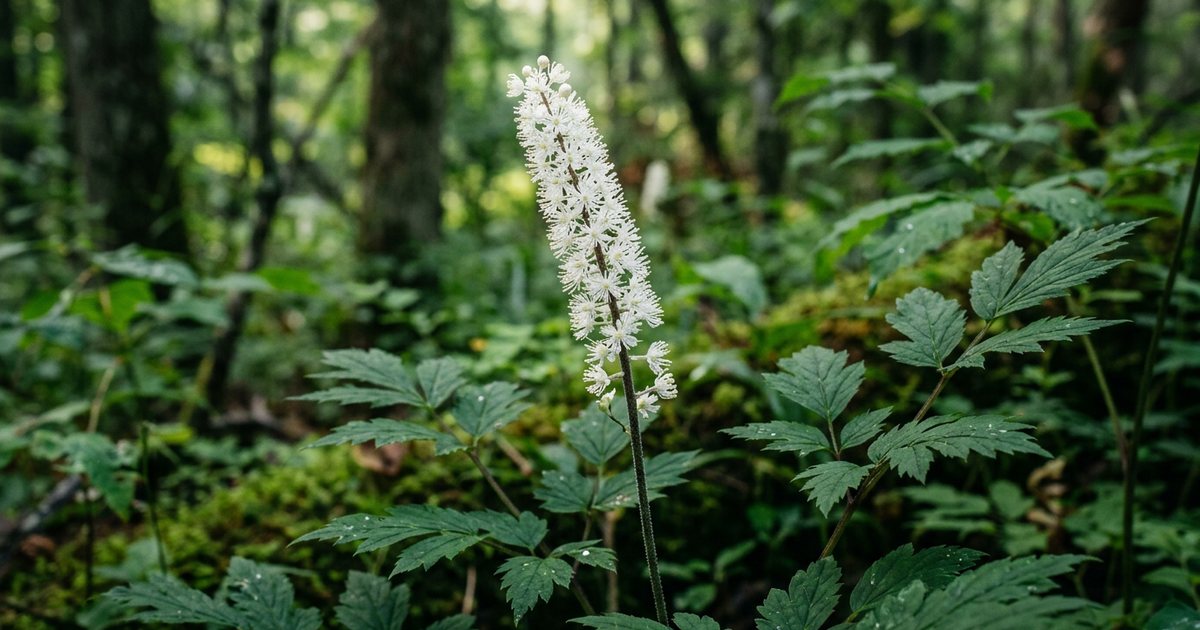 Black Cohosh: A Closer Look at its Role in Menopause - BlackCohoshHub
