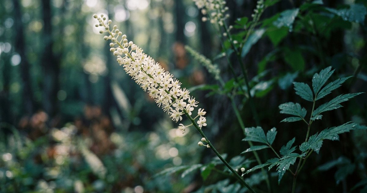 Understanding Adulteration and Substitution in Black Cohosh Products - BlackCohoshHub